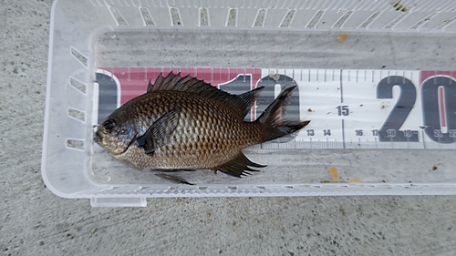 スズメダイの釣果