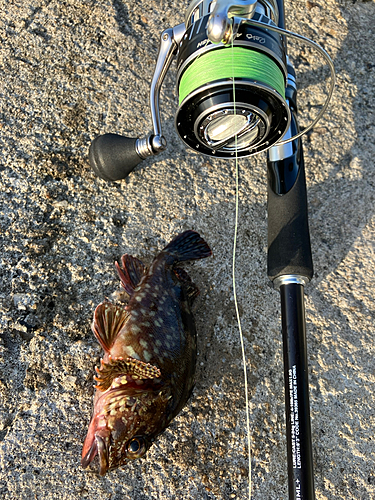 カサゴの釣果