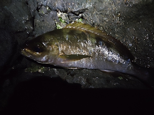 イサキの釣果