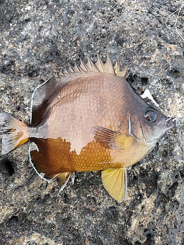 シラコダイの釣果