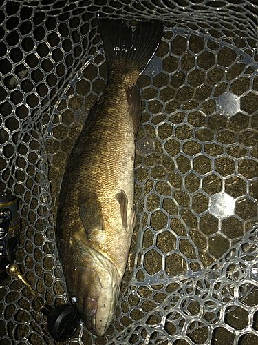 スモールマウスバスの釣果