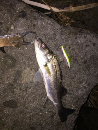 シーバスの釣果