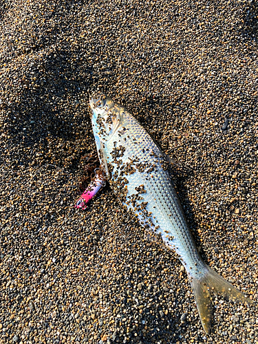 コノシロの釣果