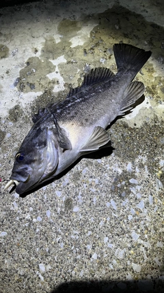 クロソイの釣果