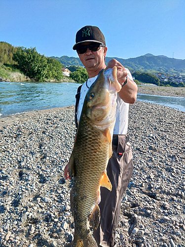 ニゴイの釣果