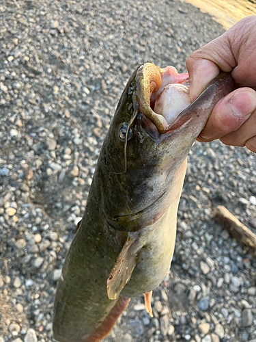 ナマズの釣果