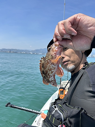 ガシラの釣果