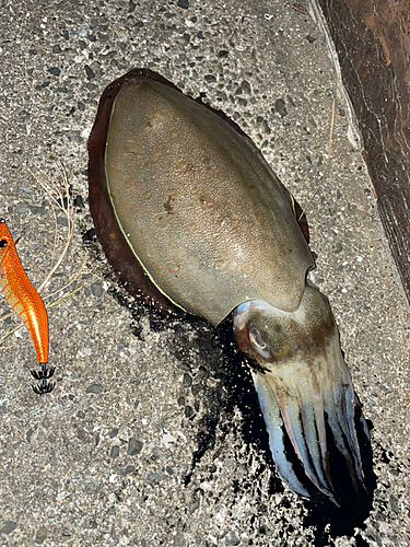 モンゴウイカの釣果