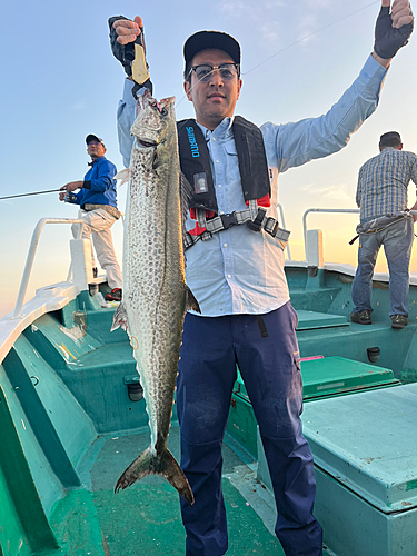 サワラの釣果