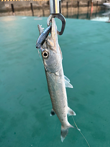 カマスの釣果