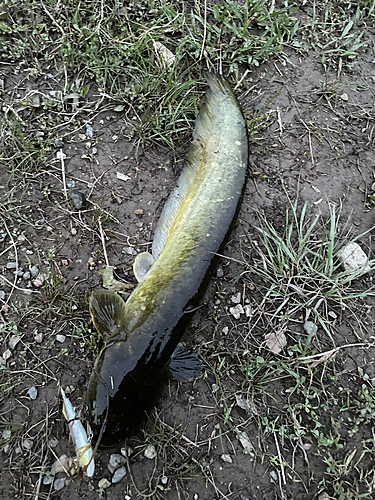 ナマズの釣果