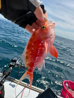 ヒメダイの釣果