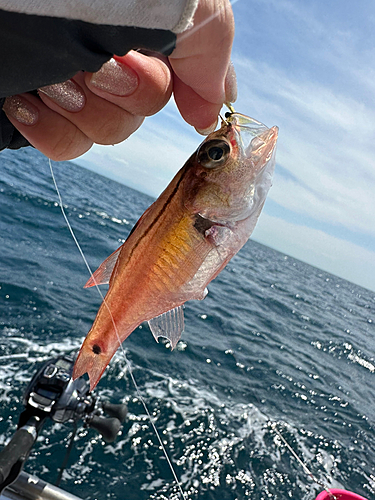 ネンブツダイの釣果