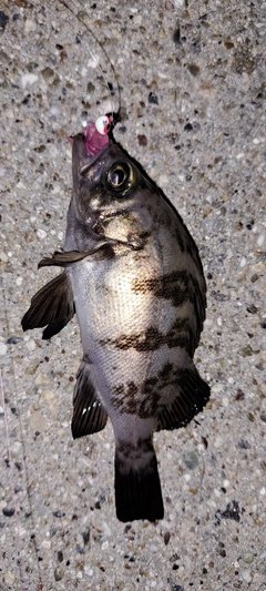 シロメバルの釣果