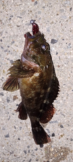 カサゴの釣果