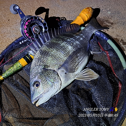 チヌの釣果