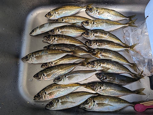 アジの釣果