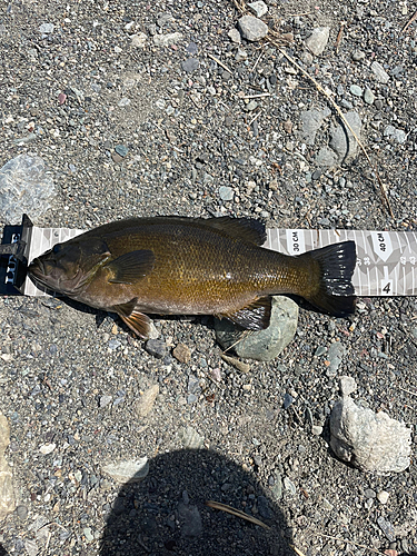 スモールマウスバスの釣果