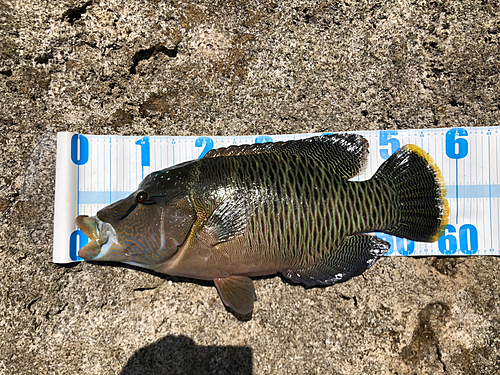 メガネモチノウオの釣果