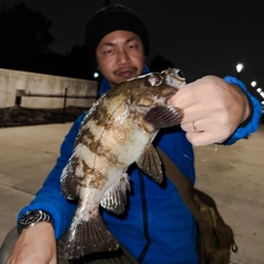 シロメバルの釣果