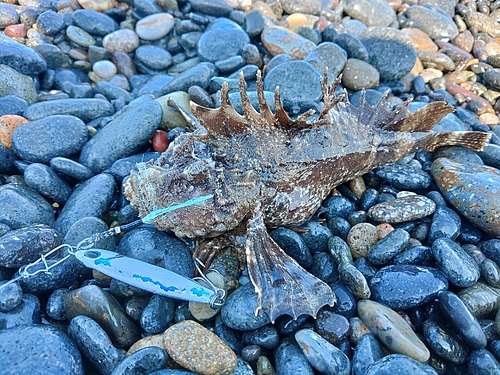 オニオコゼの釣果