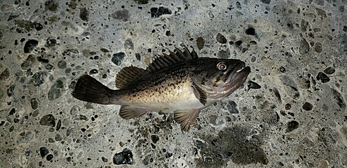 クロソイの釣果