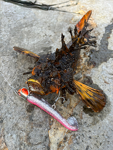 オニカサゴの釣果