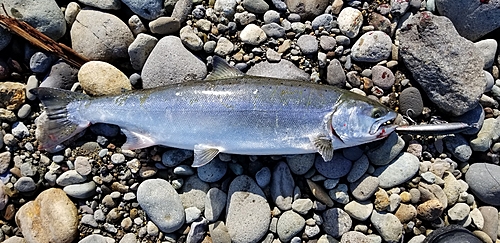 サクラマスの釣果