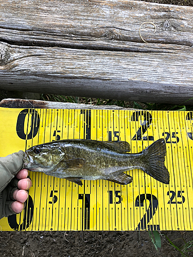 スモールマウスバスの釣果