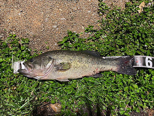 ブラックバスの釣果