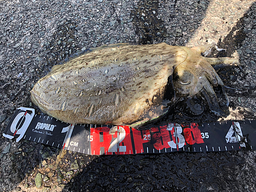 モンゴウイカの釣果