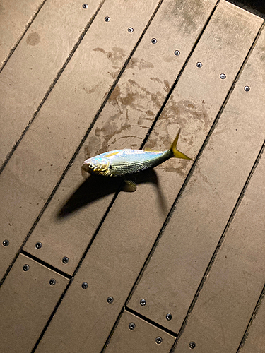 コノシロの釣果