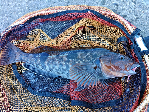 アイナメの釣果