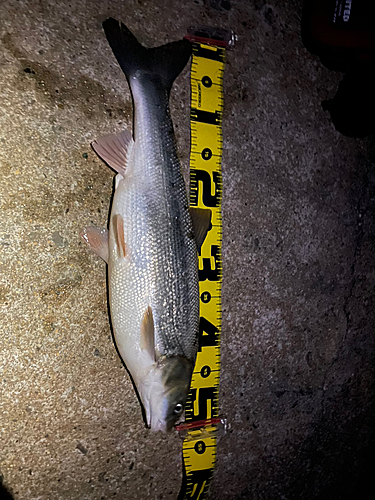 マルタウグイの釣果