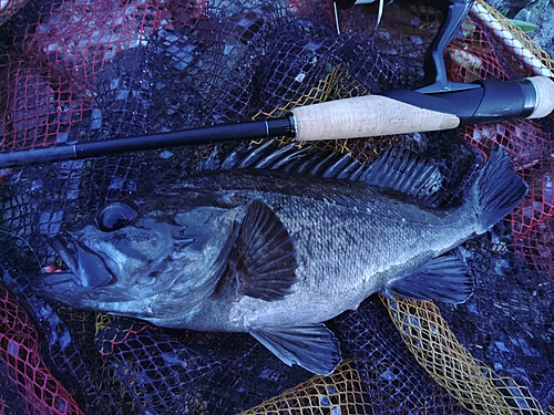 クロソイの釣果