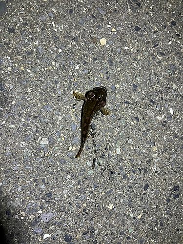 ニジカジカの釣果