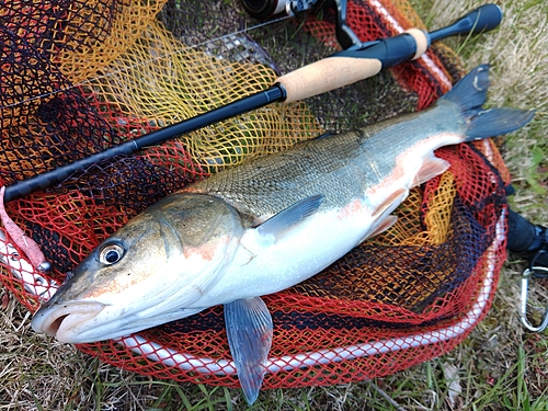 マルタウグイの釣果