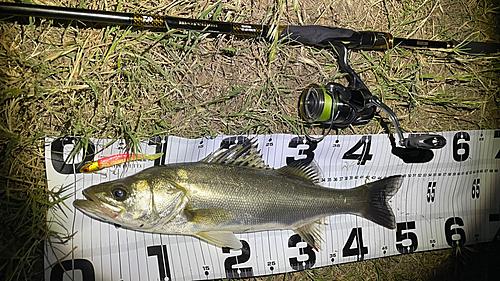 シーバスの釣果