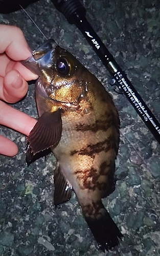 シロメバルの釣果