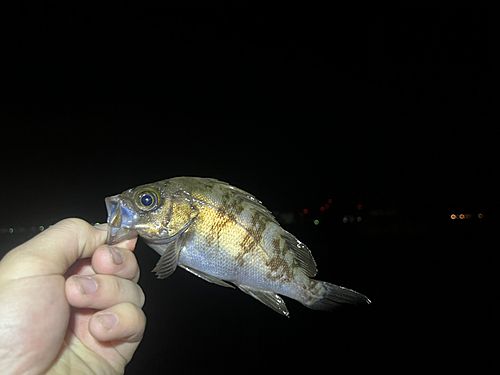 メバルの釣果