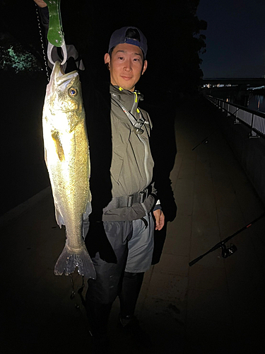 シーバスの釣果