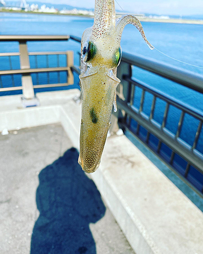 ヒイカの釣果