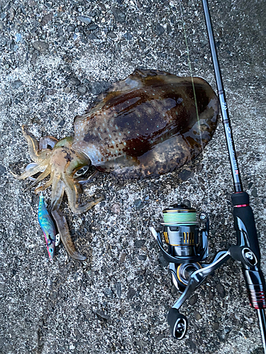 アオリイカの釣果