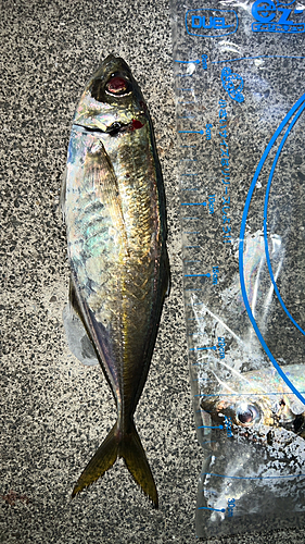 マアジの釣果