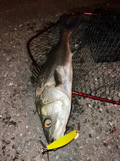 スズキの釣果