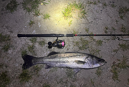 シーバスの釣果