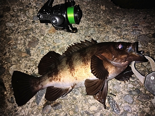 シロメバルの釣果