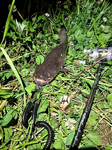 ナマズの釣果