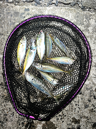 アジの釣果