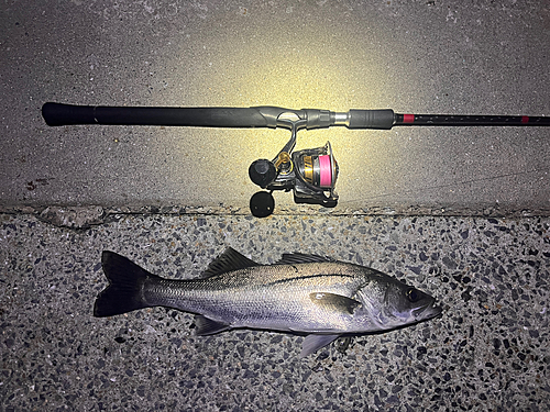 シーバスの釣果